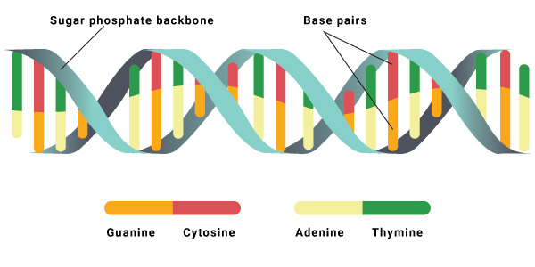 understanding DNA, dna sequencing, ARK research, human genome, dna 101, human genome 101